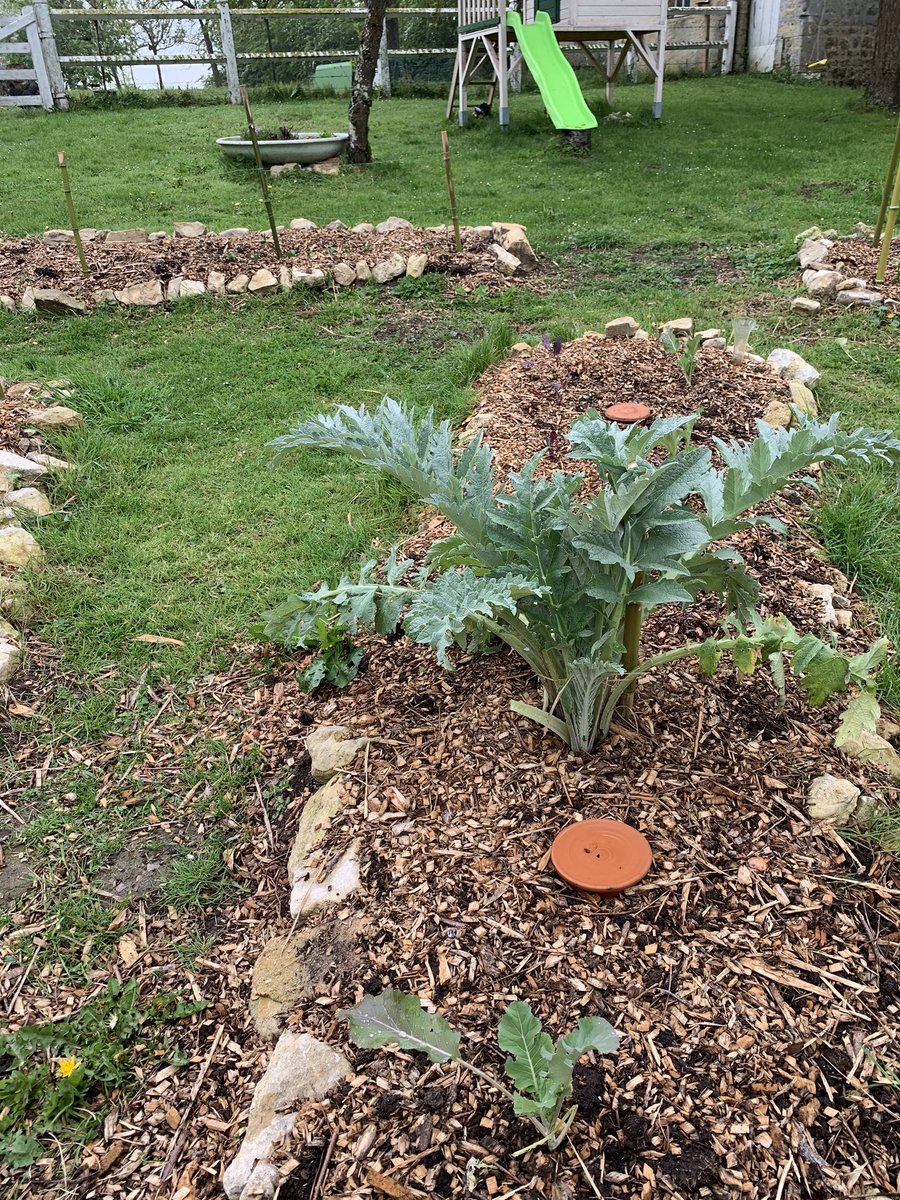 beoff_official's tweet photo. Un peu de pluie et notre pied d’artichaut est tout heureux ! #potager #permaculture https://t.co/WyBEtPNZCX