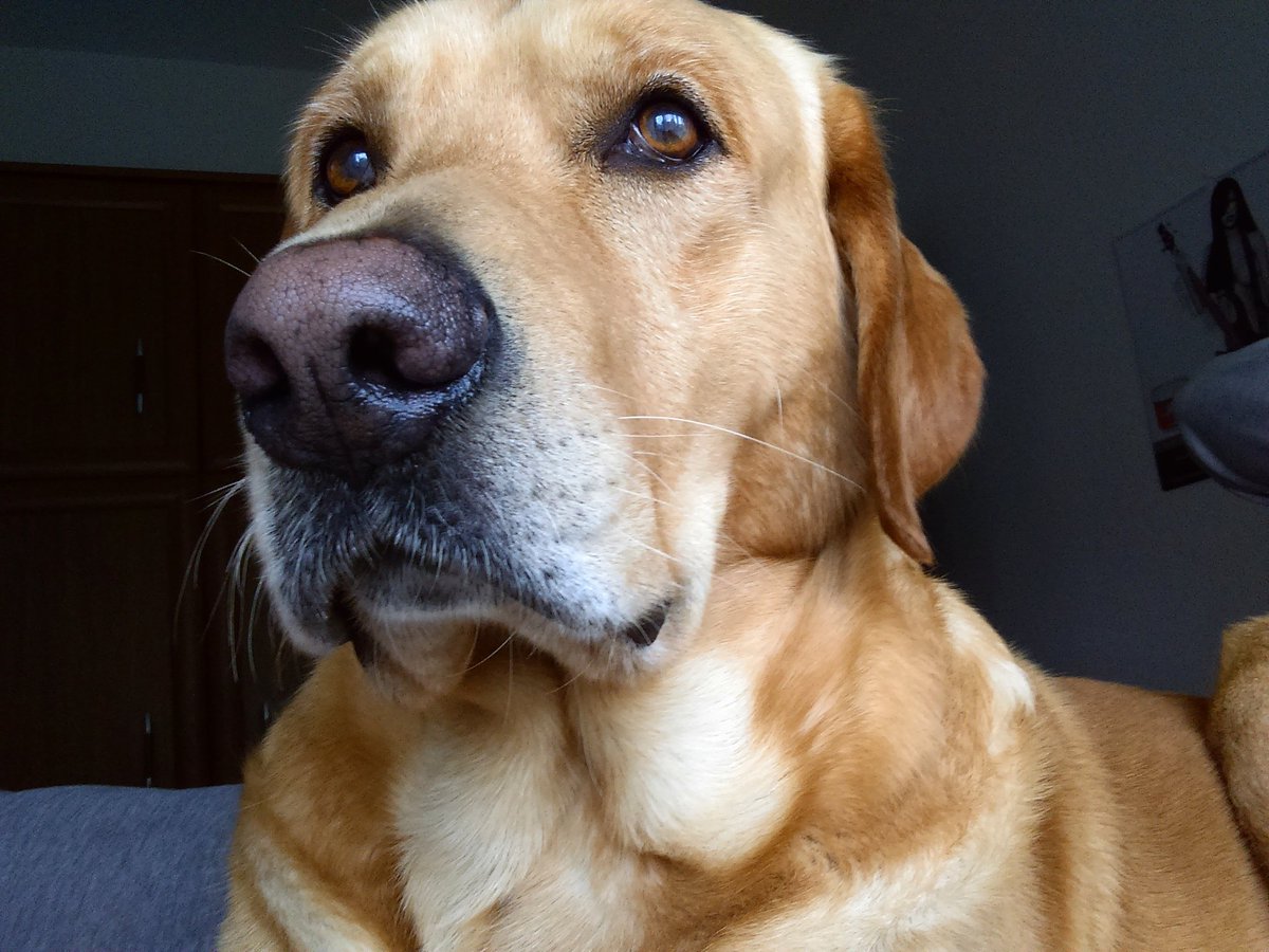 leftback93's tweet image. Ko ima psa koji se bolje slika ajde da vidim??