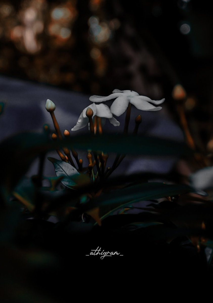 AthulKrishnaS4's tweet photo. Moody❤
@_athigram_ .
.
.
.
.
.
.
.
.
.
.
.
.
.
.
#moodykerala #kerala🌴 #keralatourism #moodylover #prilaga #black #moodygrams #naturephotography #keralaphotography #keralagallery #entekeralam🌴 #flower #kerala_godsowncountry #keralaviews #keralavibes #photo #photooftheday https://t.co/0YSqbtGImw