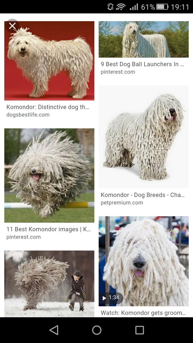 Joze コモンドール ハンガリアンシープドッグ の全身ドレッドは 狼とかと戦うときに牙が体に刺さるのを防ぐためのものです