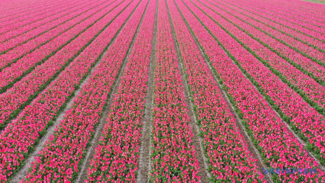 UKRINFORM's tweet image. Тюльпанна драма Нідерландів: як рятують квітковий бізнес і що зробили жителі країни задля спасіння вже зрізаних квітів?
ukrinform.ua/rubric-world/3…