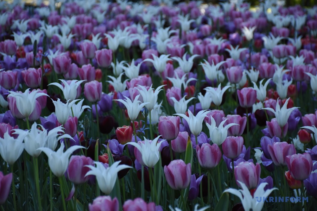 UKRINFORM's tweet image. Тюльпанна драма Нідерландів: як рятують квітковий бізнес і що зробили жителі країни задля спасіння вже зрізаних квітів?
ukrinform.ua/rubric-world/3…