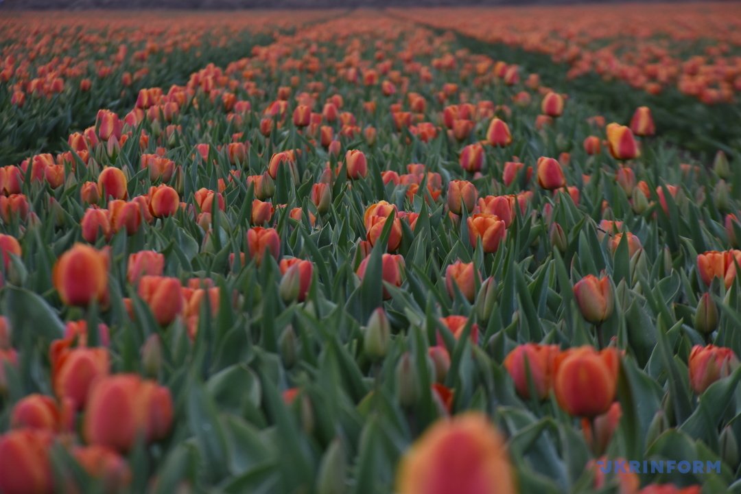 UKRINFORM's tweet image. Тюльпанна драма Нідерландів: як рятують квітковий бізнес і що зробили жителі країни задля спасіння вже зрізаних квітів?
ukrinform.ua/rubric-world/3…