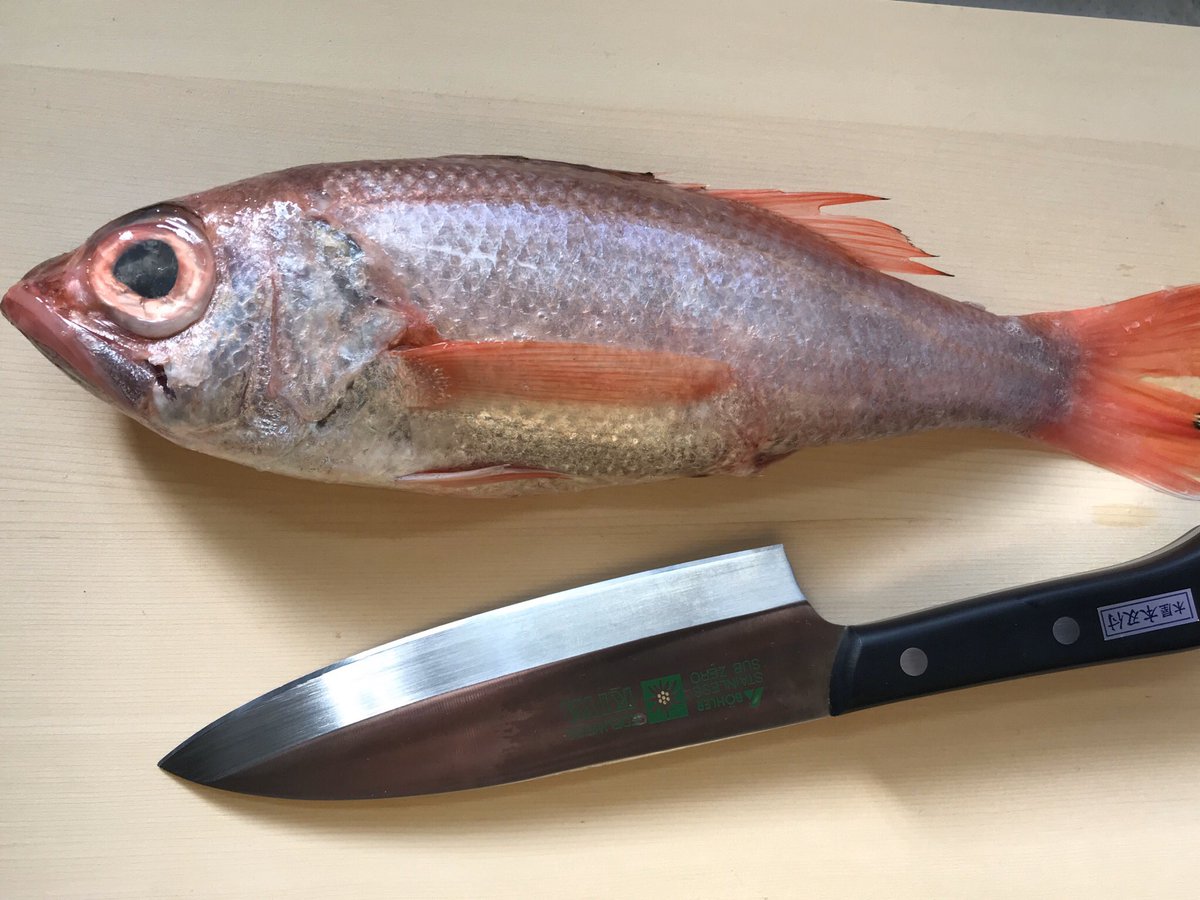 はやと はやとちゃんねる 今日のお魚は アカムツ でした 通称 ノドグロ スズキ目ホタルジャコ科アカムツ アカムツ ムツ 赤むつ 赤ムツ ノドグロ 喉黒 料理 魚捌き