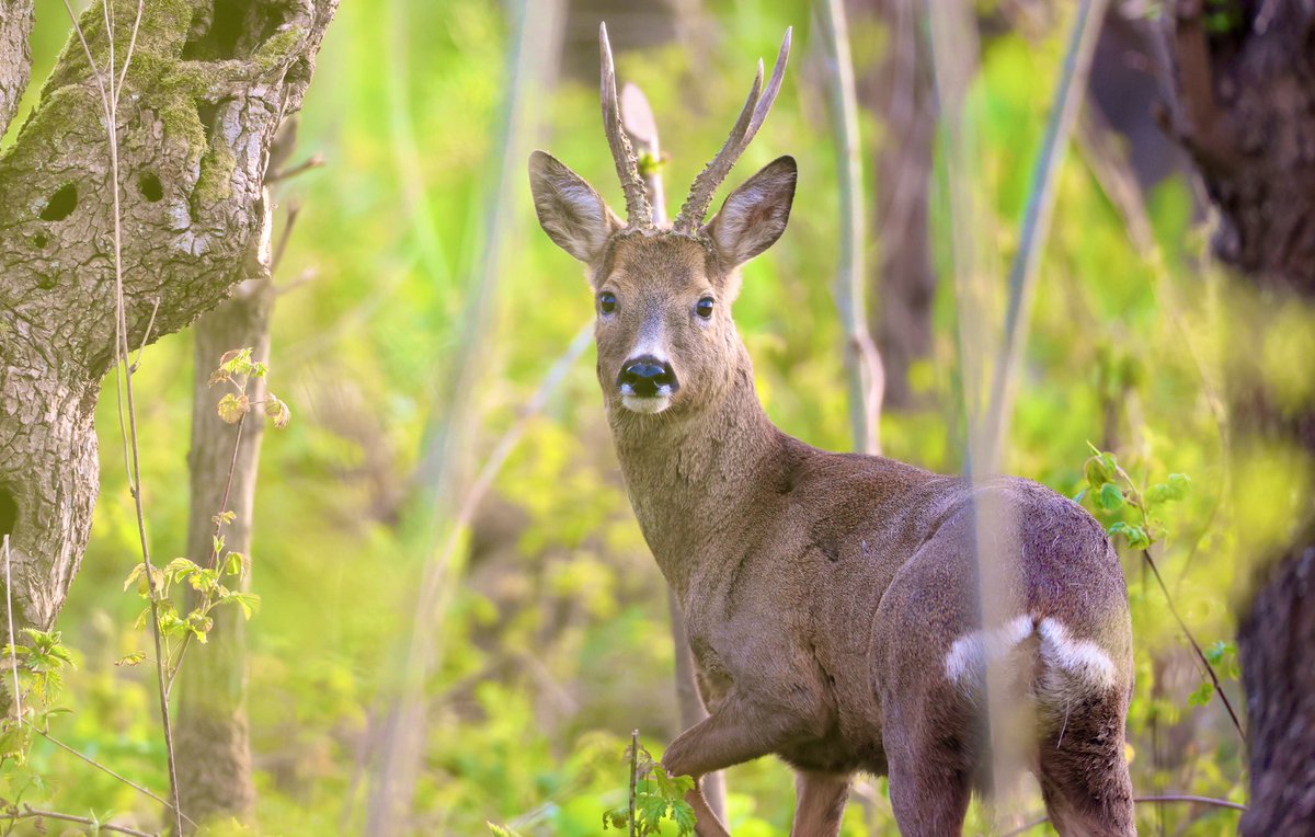 TopvanTexel's tweet photo. Verrassende ontmoeting met een #Ree in de vroege ochtend in de #Rhoonse #Grienden! #Rhoon #roedeer @waarneming https://t.co/Dtpsvdze7m