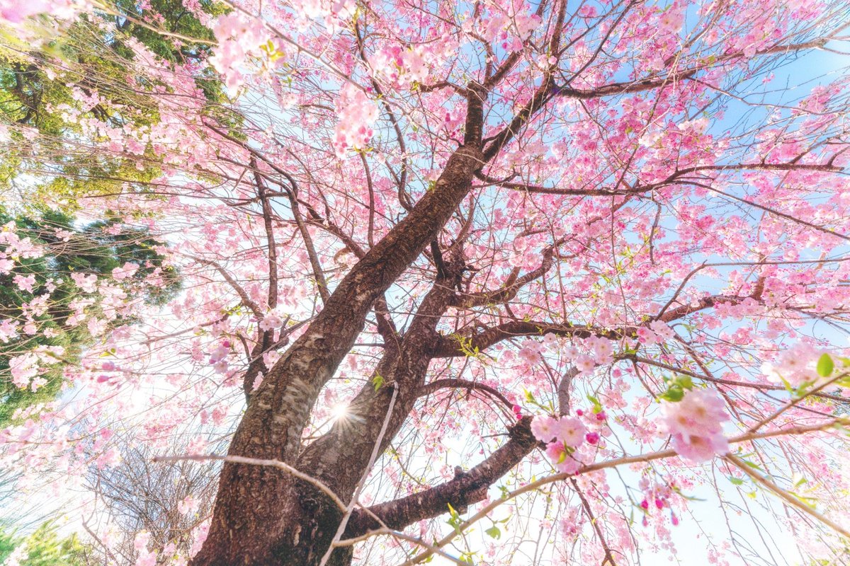 群馬大学 医学部写真部 公式 バーチャル背景 第4弾 引き続き Zoomのバーチャル背景やプロフィール画像にどうぞ バーチャル背景 バーチャル背景画像 Zoom背景 Zoom会議 群馬大学 医学部写真部 公式 バーチャル背景 第4弾 引き続き Zoomのバーチャル背景やプロフィール画像にどうぞ バーチャル背景 バーチャル背景画像 Zoom背景 Zoom会議