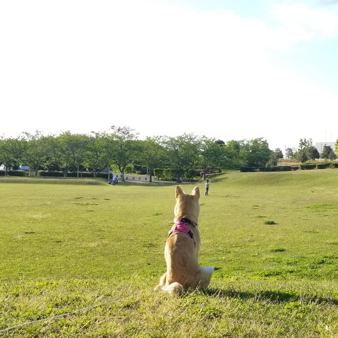 _shk_1990's tweet photo. りんちゃんに出会えてよかった。

りんちゃんが居てくれてよかった。

何があっても最期まで私がりんを守るよ。
いつも私を笑顔にしてくれるりんちゃん。
大好きだよ。 https://t.co/fbBNA0glg9