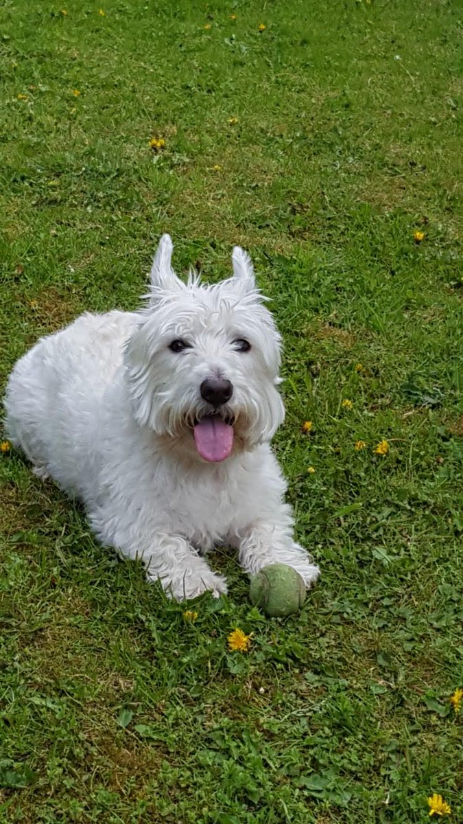Seags06's tweet photo. Hardest day of our life yesterday as we put our beloved 'Obi' put to sleep. There is now a massive hole in our family that will never be replaced & although it's broken our hearts, he is now pain free and at peace. The 9 GREAT YEARS he gave our family are irreplaceable #RIPOBI https://t.co/ZfS3X1NlIi