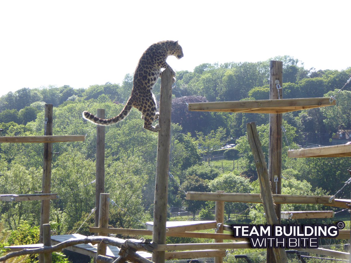 TeamBuildBITE's tweet photo. Happy #Caturday! 

Throwback to January at @YorkshireWP - we couldn’t resist how gorgeous this cat is 😻 

Have you checked out our virtual team building yet? Check out our website (link in bio) or send us a DM! ✉️

#TeamBuilding #EventProfs #TBWB https://t.co/m2DlqErG7L