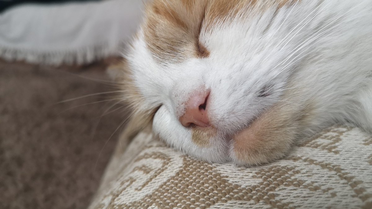 MrPulham's tweet photo. #catnap https://t.co/ViiwfPsuST