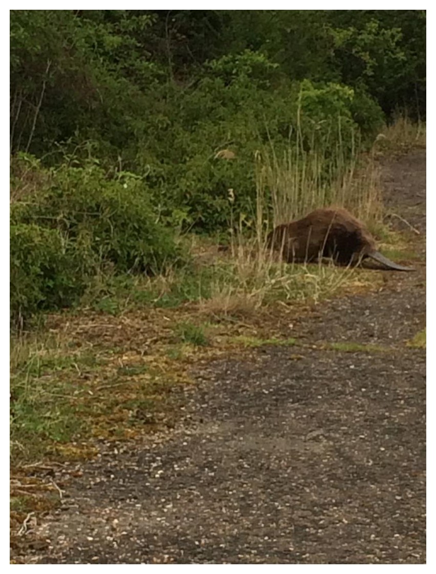 _LaraBand's tweet photo. 7 /15 And so to other-than-human interaction with the site. An escapee beaver, sadly found dead soon after. Buddleia, birch, tamarisk and orchids encroaching. And the sea: 2019/2020 high tides washed right over the apron, contributing to the fracturing of the concrete #PMAC20 https://t.co/J371XNPYfU