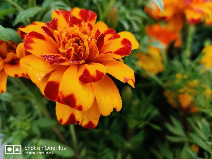 489dadfd37144f6's tweet photo. #THEMEFLOWER
#MARPOINTS
#MAKAUT
#TMSL
#PHOTOGRAPHY https://t.co/QhLfCgSYk0