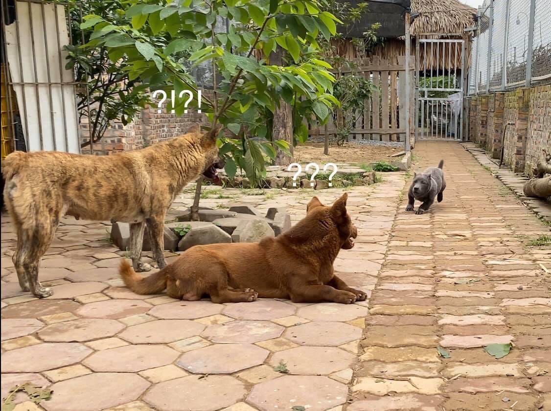 Nguyễn Văn Dúi tweet media