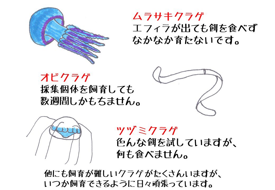 鶴岡市立加茂水族館 בטוויטר よくある質問 Q 飼育が難しいクラゲはいますか A どのクラゲも飼育はとても難しいですが 特に難しいのは餌 の調達が難しいクラゲや 様々な餌を与えてもほとんど何も食べないクラゲ達です 加茂水族館 質問 クラゲ