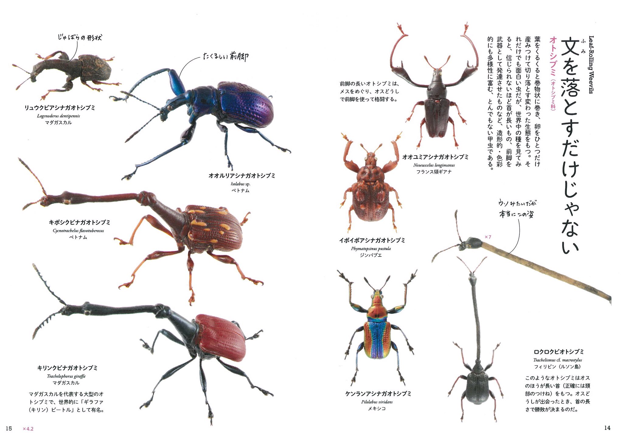 ※ふるけん※首が長すぎるオトシブミ【標本】 ふるけん様専用※首が長すぎるオトシブミ【標本】 - メルカリ