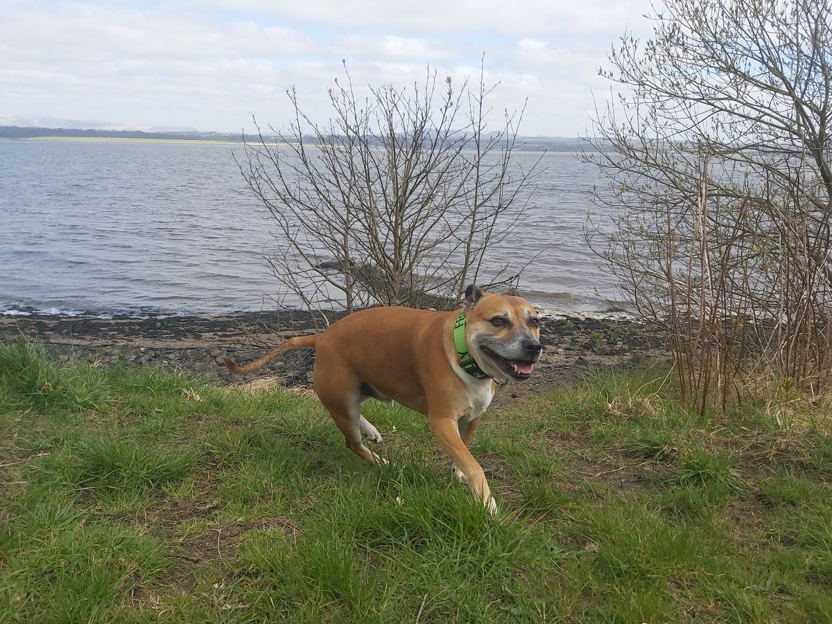 MikeMichaels71's tweet photo. 4 mile hike today!!!!!!........ knackered dog and owner lol. On the plus side though, losing some weight!!!!
👍👍👍
#losingweight https://t.co/rby2XaPegJ