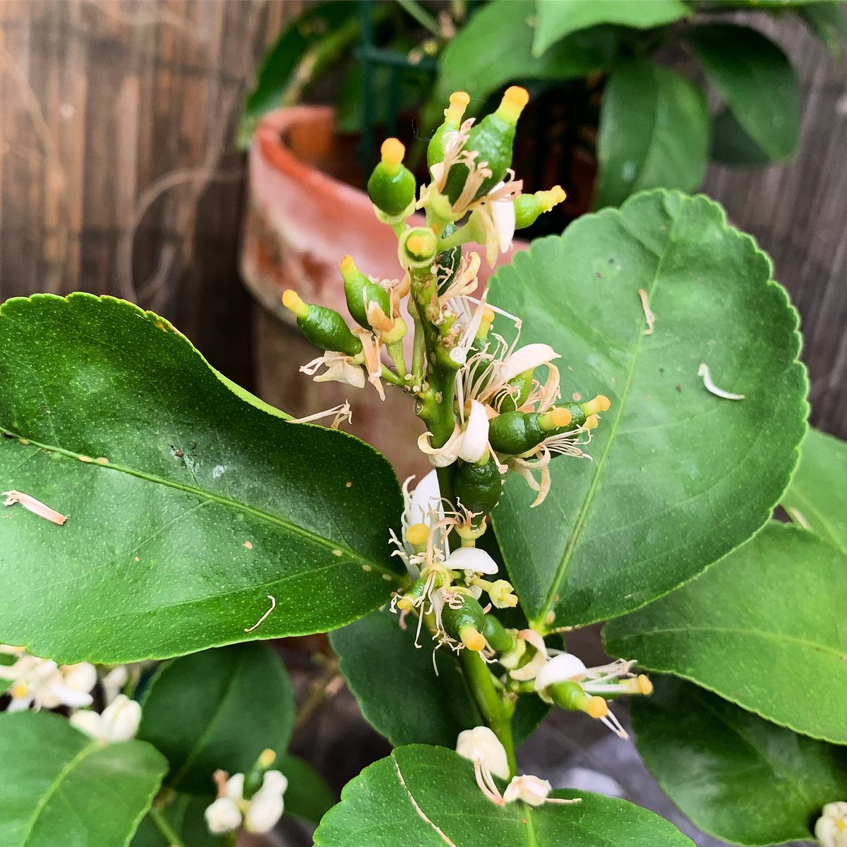 DansPlot's tweet image. Operation Citrus is a go go go!!! #citrus #greenhouse #lemons #limes #oranges #fruit