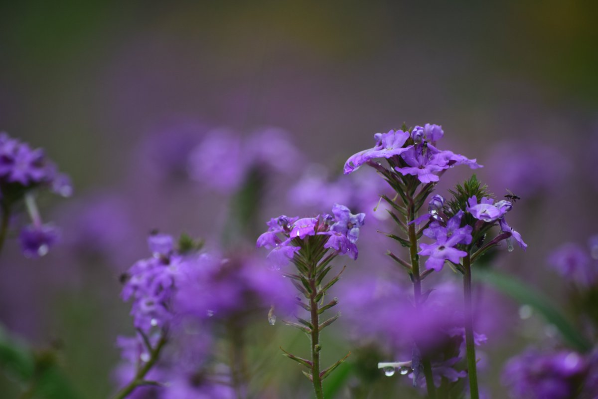 KhanSense tweet media