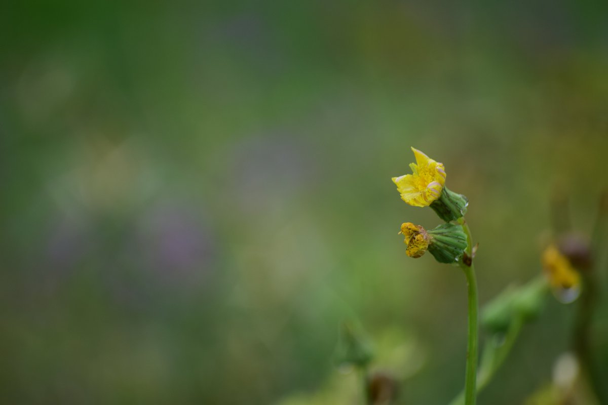 KhanSense tweet media