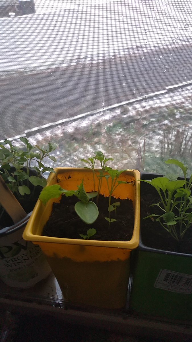 missmarcellalee's tweet photo. My outside plants are pissed, my inside plants are pissed and I swear to jeebus I heard the birds ask #MuthaNatcha , "What the fuck?" #OverTheSnow #MHT https://t.co/vIuMmtIdrM