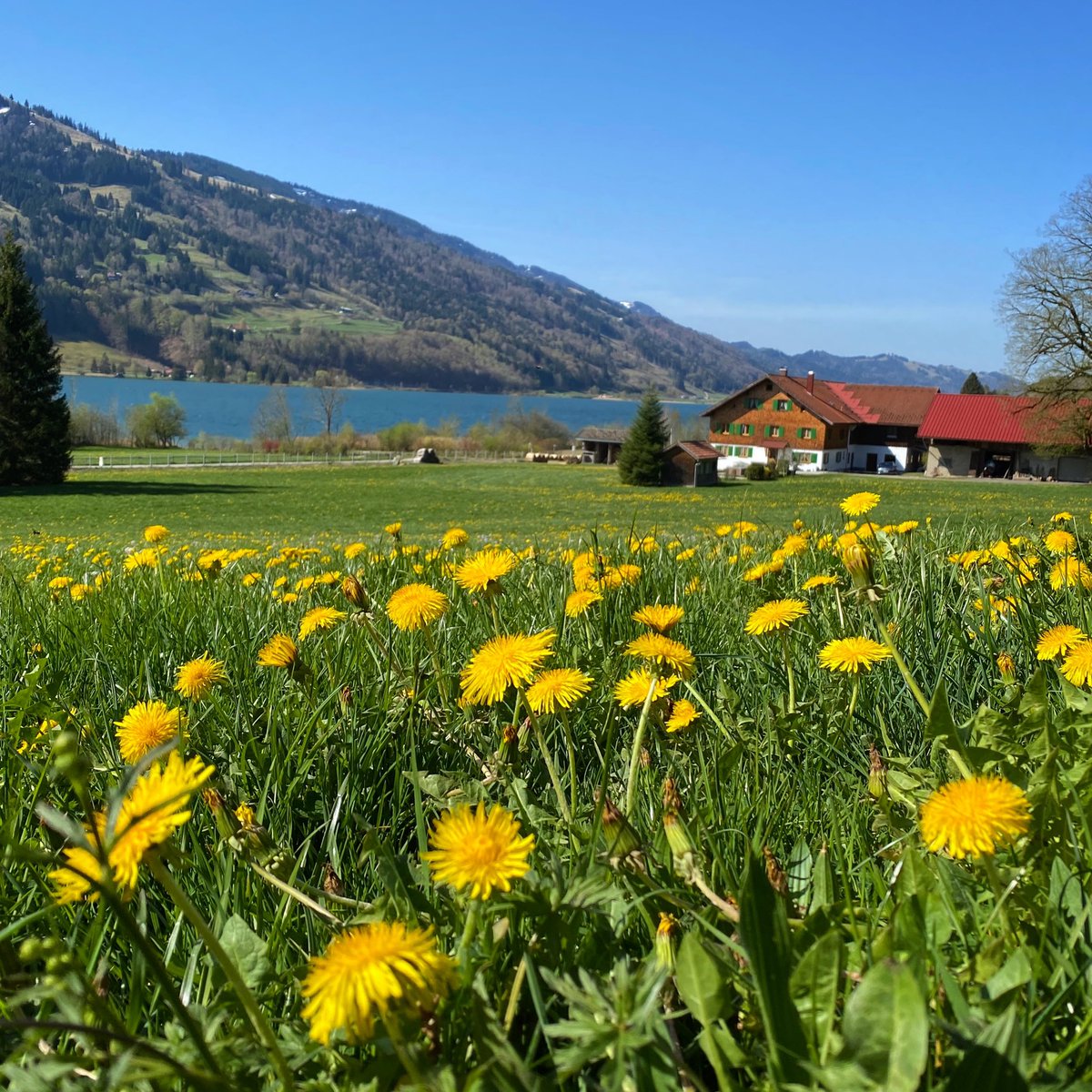 April 2020 - Covid-19
#allgäu #bayern #mountains #kuhblume #löwenzahn #dandelion #sky #himmel #weissblau #allgäueralpen #hike #bike #hrdykhne #wiese #alpsee #lake #alp #bauernhof #germany #covi̇d19 #wirbleibenzuhause #heimat #berge #familytime #leben #gesundheit #stayhome