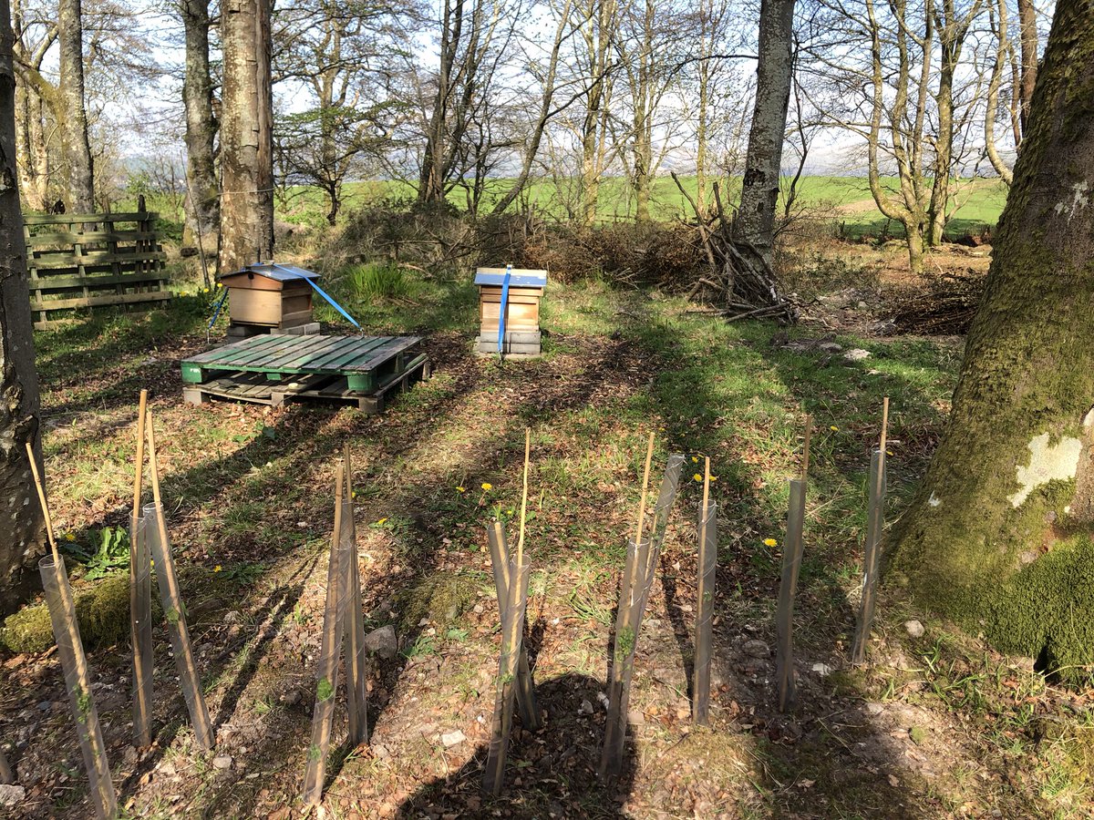 C_Beecology's tweet photo. An essential travel trip to check on the hives. Rhona our youngest beekeeper inspecting the new frames https://t.co/RSQaLpDmMx