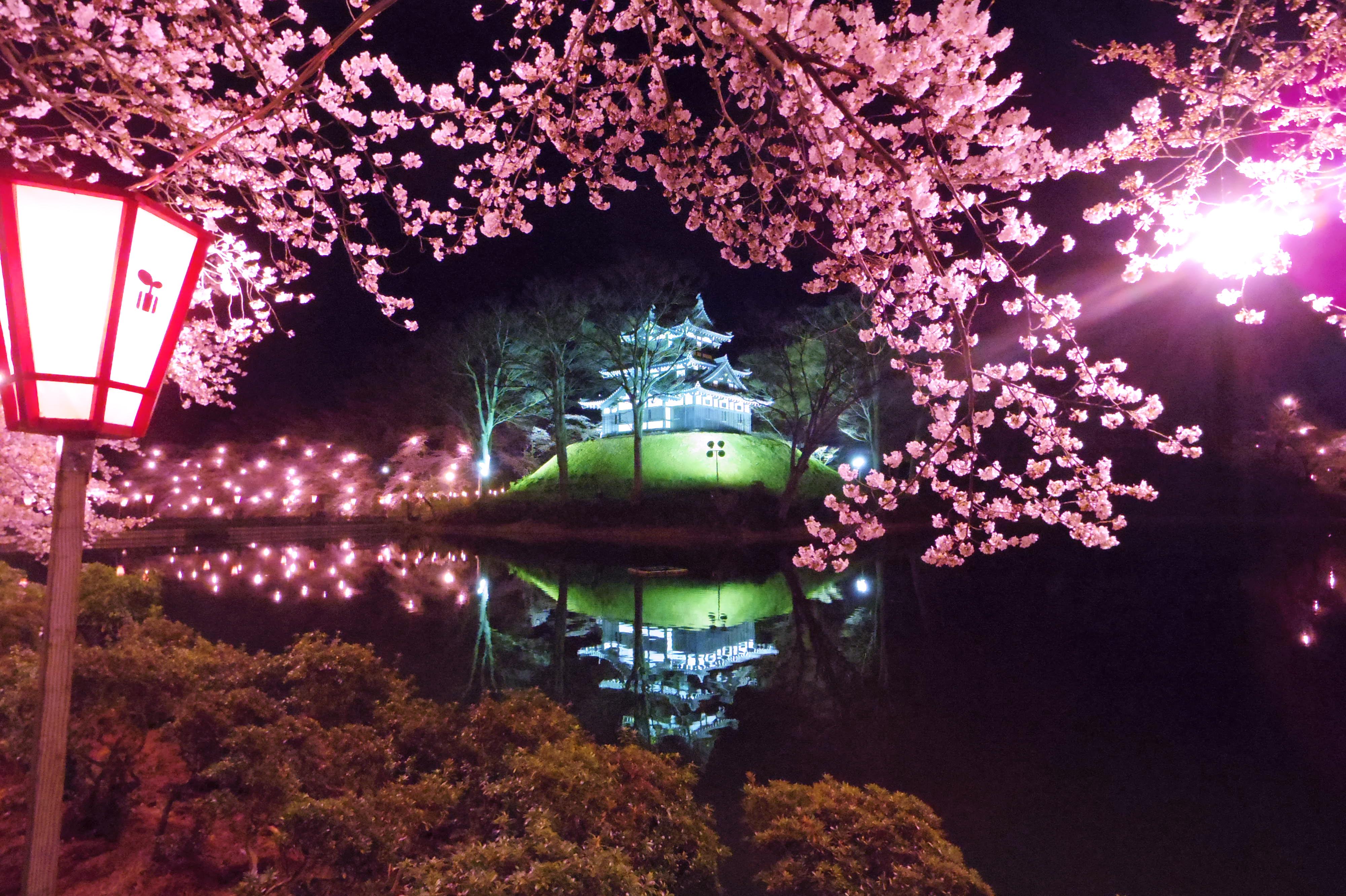 まぼ 日本の魅力を伝える 満開の桜を訪ねて 高田公園 高田城三重櫓 桜 夜桜 高田城 高田公園 高田城三重櫓 満開の桜を訪ねて T Co Wkzx4huzps Twitter