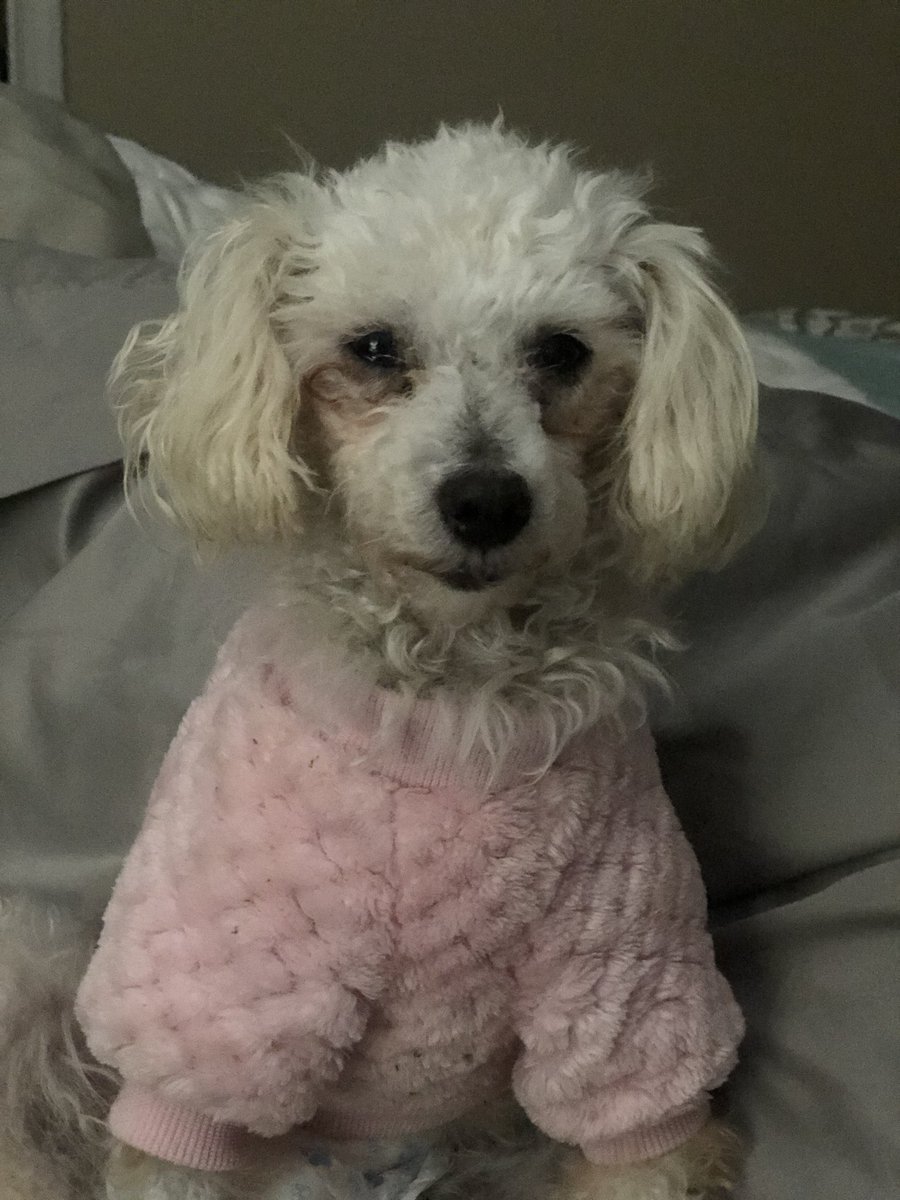 Dr. Pam Rush (@pamlrush) on Twitter photo Get a rescue! Our newest family member.  <a href="/VictorBlackwell/">Victor Blackwell CNN</a> <a href="/Christi_Paul/">Christi Paul</a> Get a rescue! Our newest family member.  <a href="/VictorBlackwell/">Victor Blackwell CNN</a> <a href="/Christi_Paul/">Christi Paul</a>