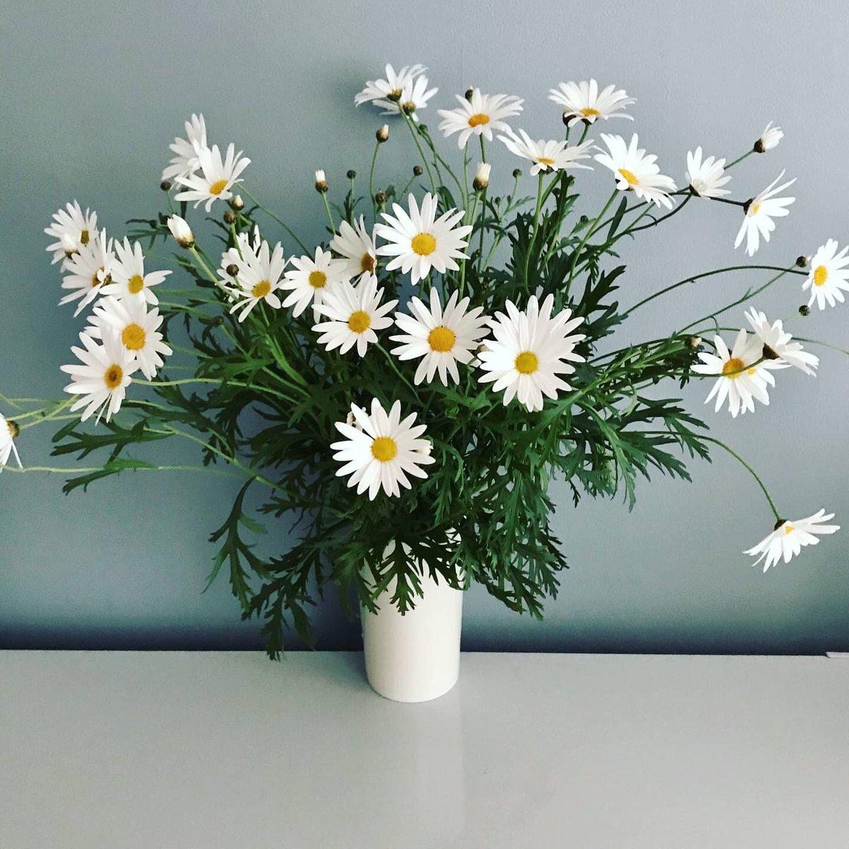 波真田かもめ 君恋 バイバイ センチメンタル 連載中 マーガレット 2枚めはいつも行く花屋さんで頂いたもの 3枚めは先日のバラ まだ咲いていますー