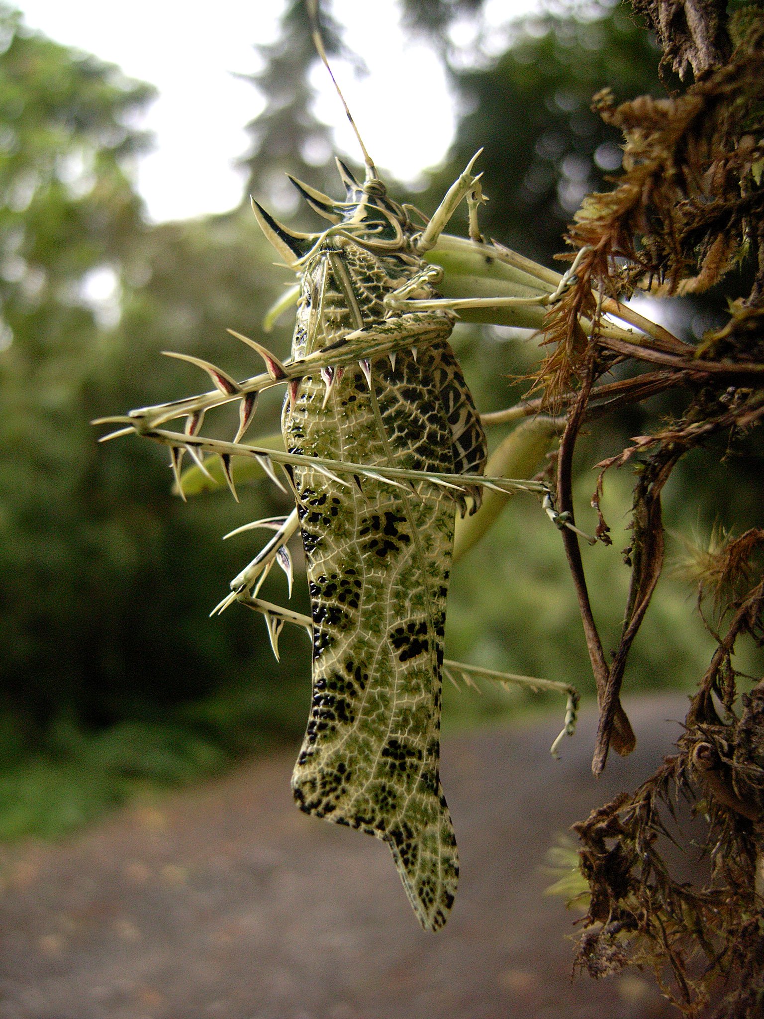 南米のサルオガセギス Markia hystrix(サルオガセギス) スケルトンver【学名：Markia