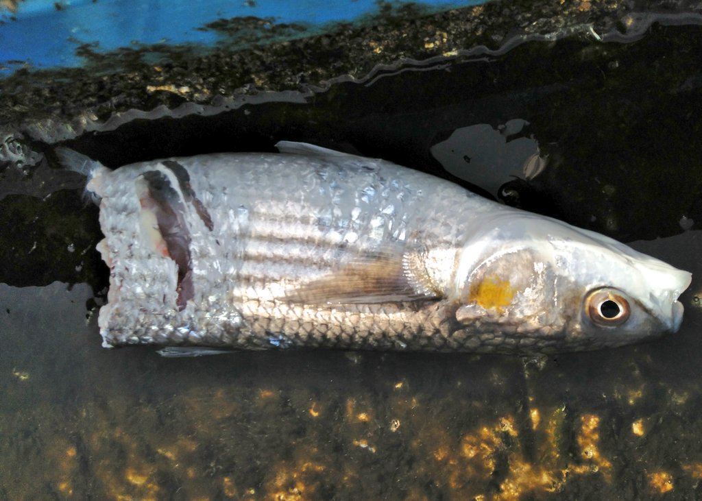 AMacedaVeiga's tweet photo. #FishFauna 🐟 | Liza aurata probablemente cortada cual guillotina por Pomatomus saltatrix. En catalán se le llama tallahams (corta anzuelos), muy acorde con la fuerza de su mandíbula. No sólo las medusas vacían las playas de bañistas #SantAdrià #Mugillidae #Pomatomatidae https://t.co/H1Gpo8DjIC