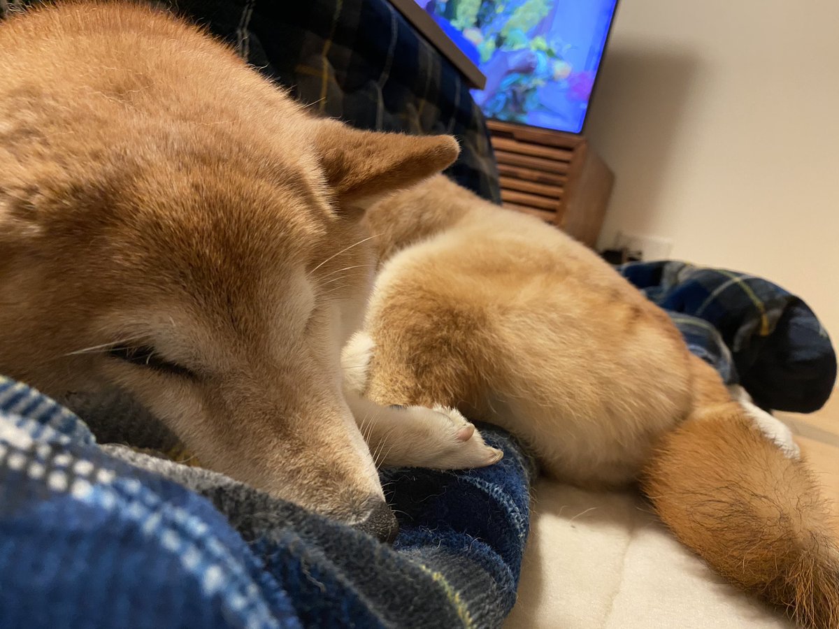 itoha_37's tweet photo. お前に会いたいよ https://t.co/AxXQJXloEA