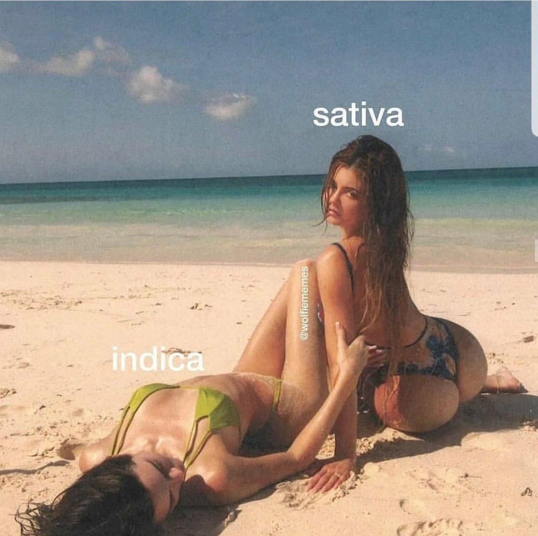 #sativa #indica