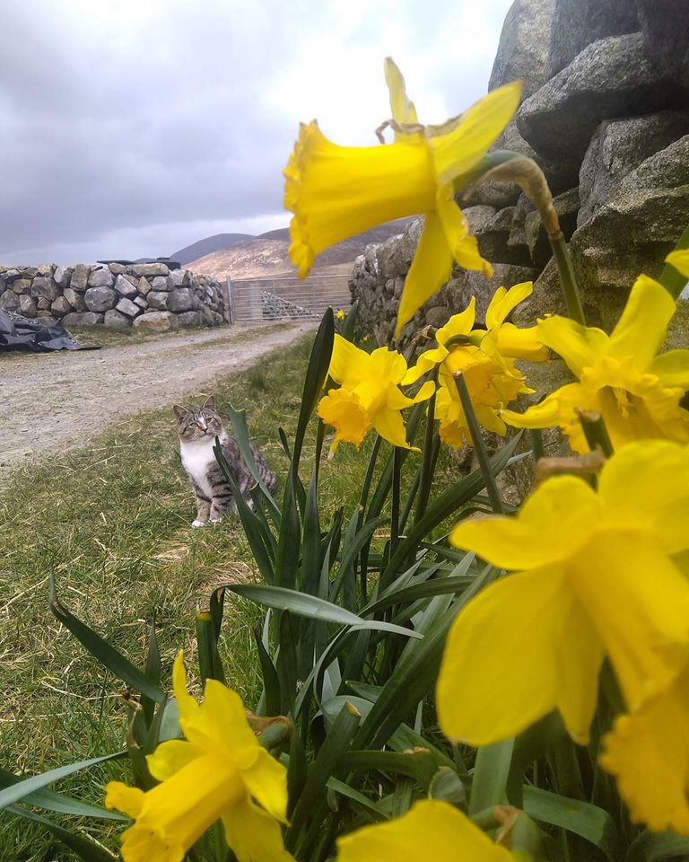 Beautiful Mourne Mountains, Co Down, N  #Ireland. Mournes are made up of 12 mountains with 15 peaks & include the famous Mourne wall (keeps sheep & cattle out of reservoir)! Area of Outstanding Natural Beauty. Partly  @NationalTrustNI.Daniel Mcevoy (with lovely cats!)  #caturday