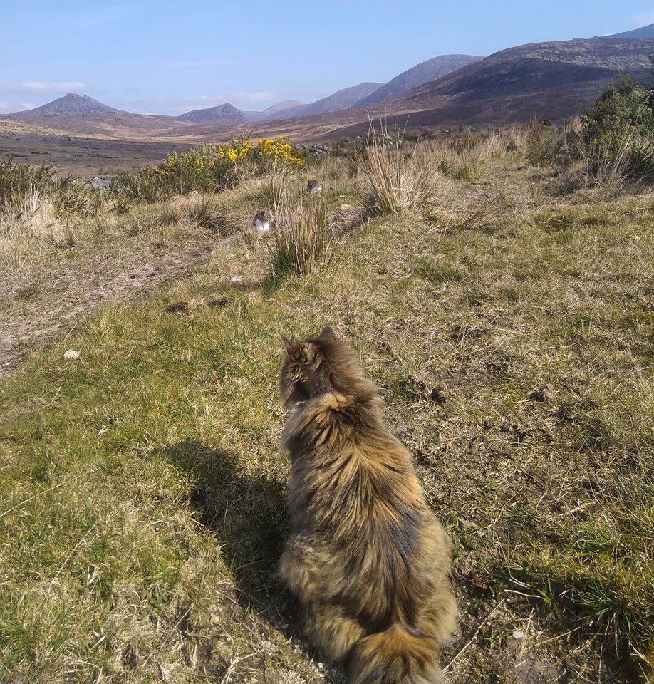 Beautiful Mourne Mountains, Co Down, N  #Ireland. Mournes are made up of 12 mountains with 15 peaks & include the famous Mourne wall (keeps sheep & cattle out of reservoir)! Area of Outstanding Natural Beauty. Partly  @NationalTrustNI.Daniel Mcevoy (with lovely cats!)  #caturday