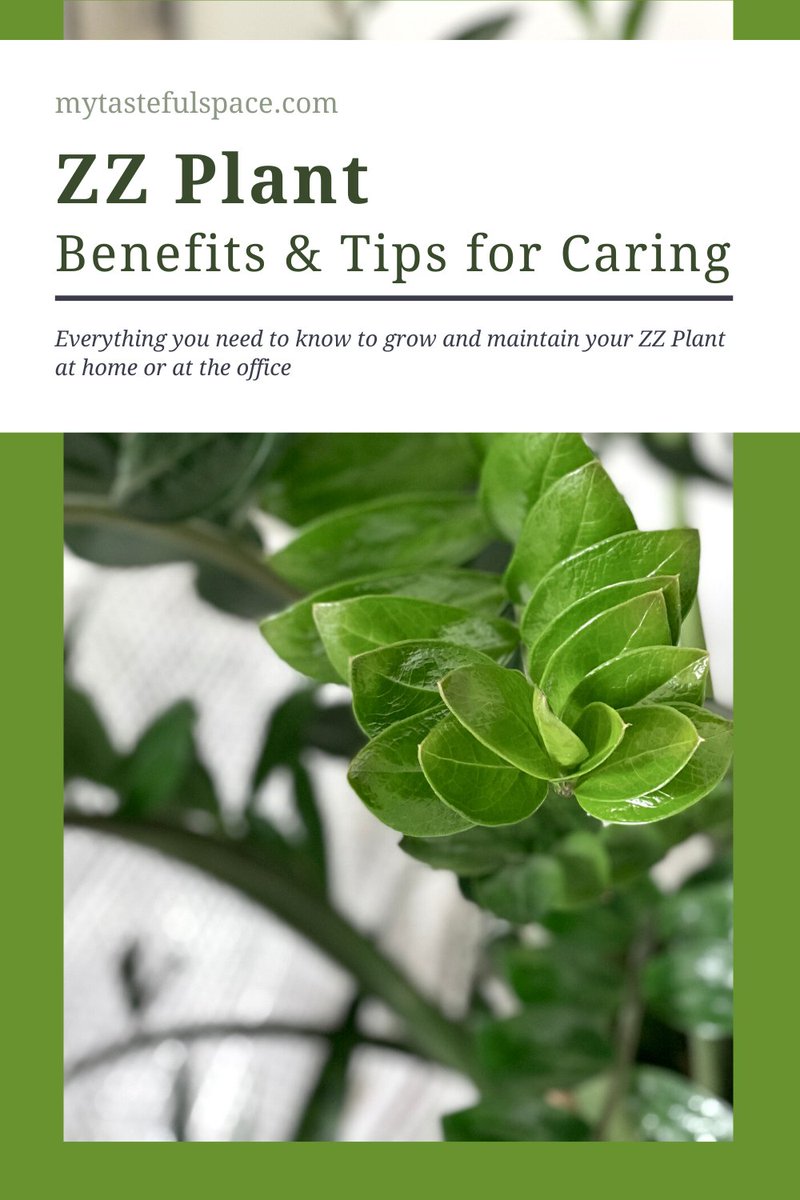 Learn the incredible benefits of the ZZ Plant and how to care for it! #zzplant #lowlightplants #lowmaintenanceplants #plants #indoorplants #houseplants #easyindoorplants #bestindoorplants