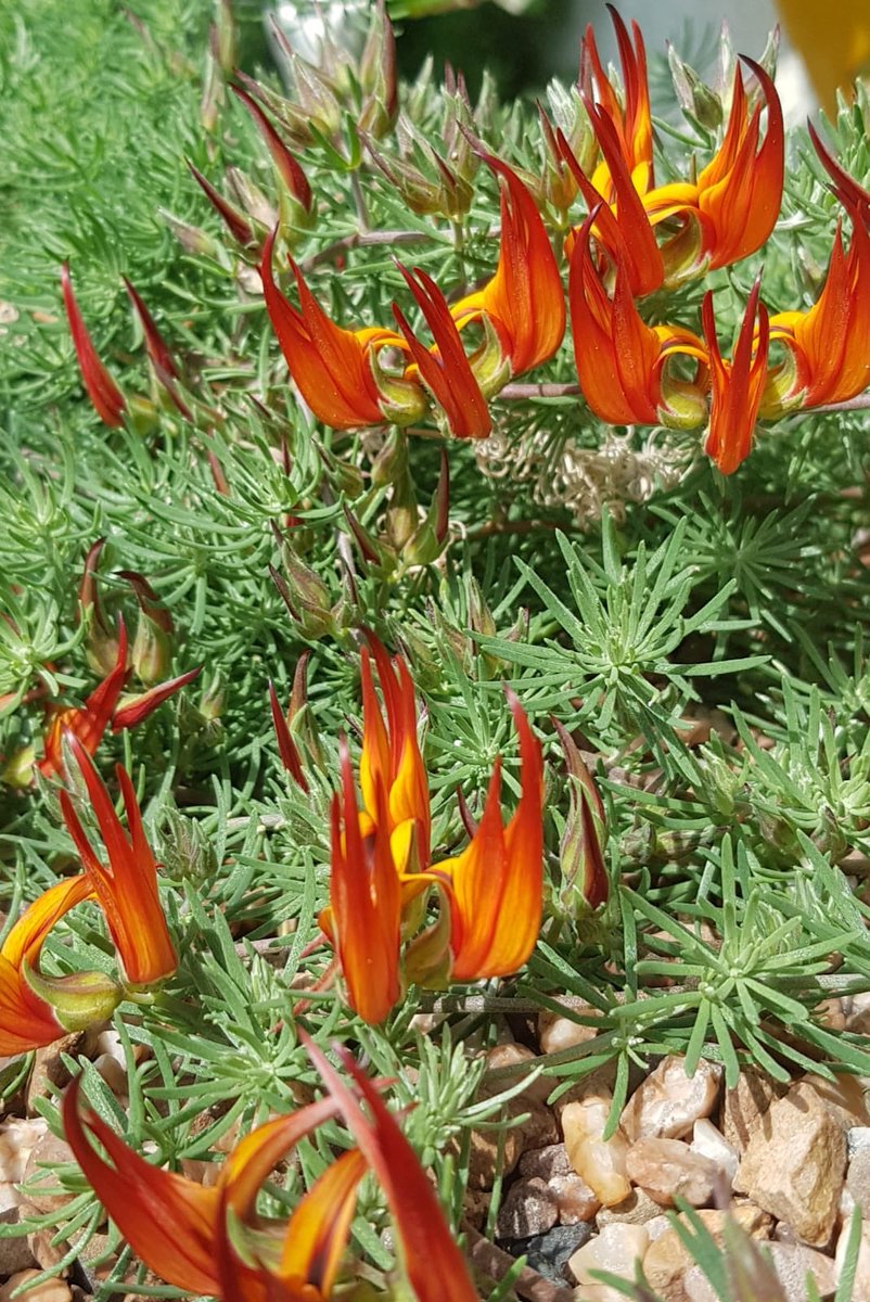 The parrots peak plant is bursting into flowering flames.
#plants #gardens #parrotspeak #Flowers #bicton