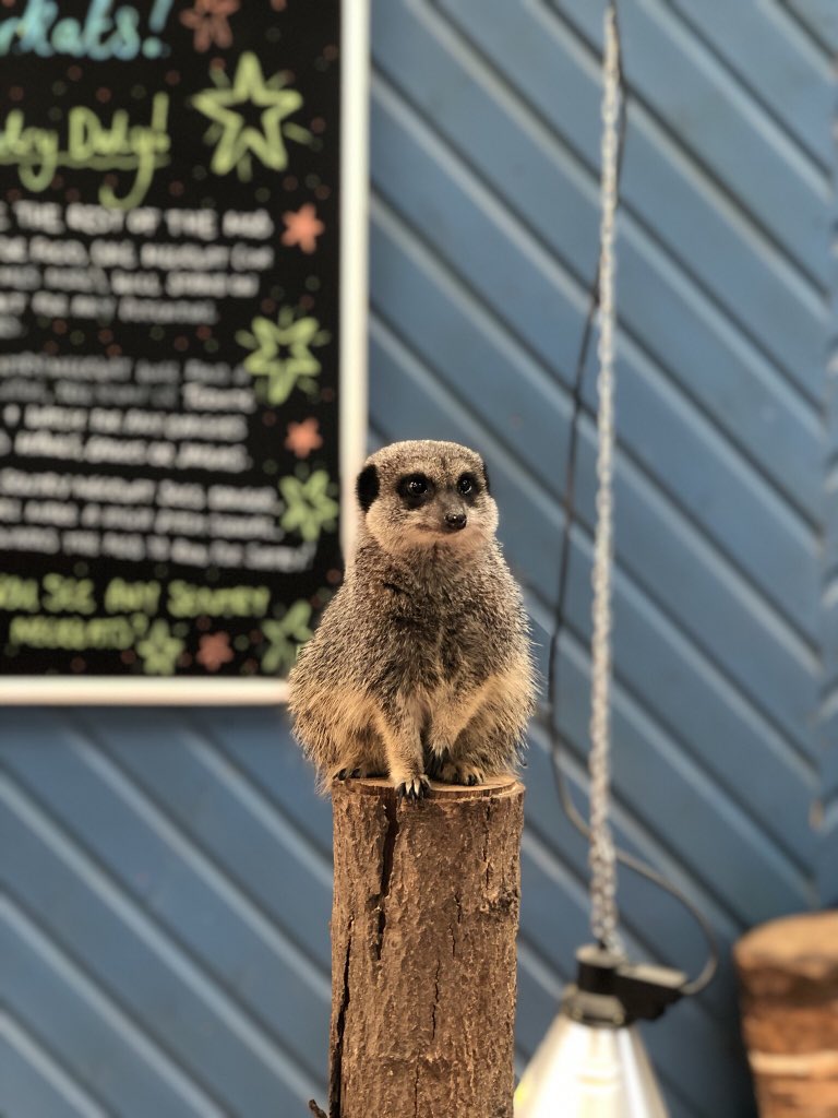 wheelgatepark's tweet photo. Meet our very nosey Meerkat. 
Did you know Meerkats have black rings around their eyes that are like sun glasses and these reflect the Sun’s glare! https://t.co/HkzkHvNzdZ