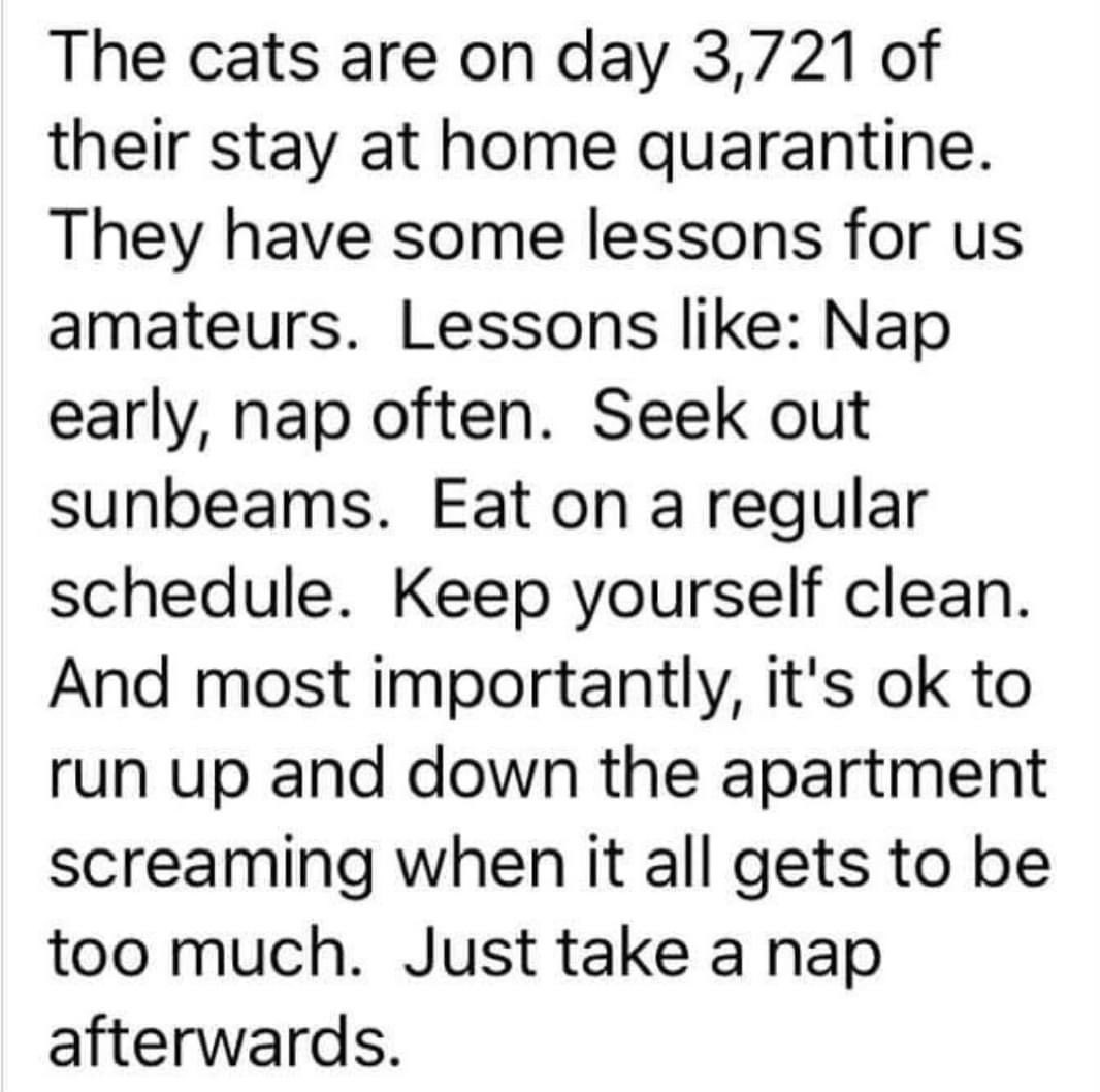 PussCattius's tweet photo. To all the hoomans of #catsoftwitter. Som handy tips for quarantine. You are welcome. https://t.co/yEtTHryKxy