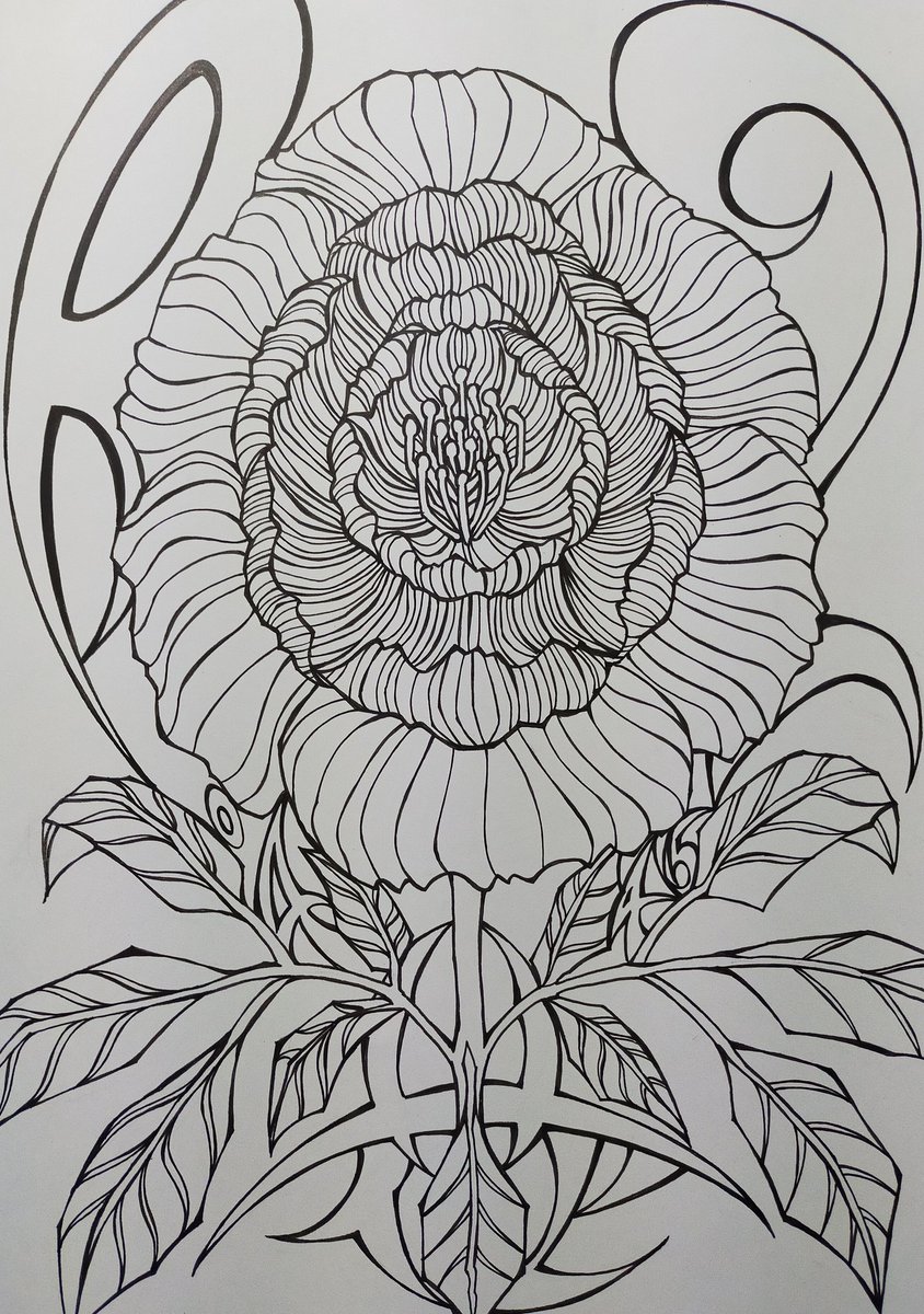 ヒロシゲ 花イラスト 花を描きました ヒロシゲ 花イラスト 花を描きました
