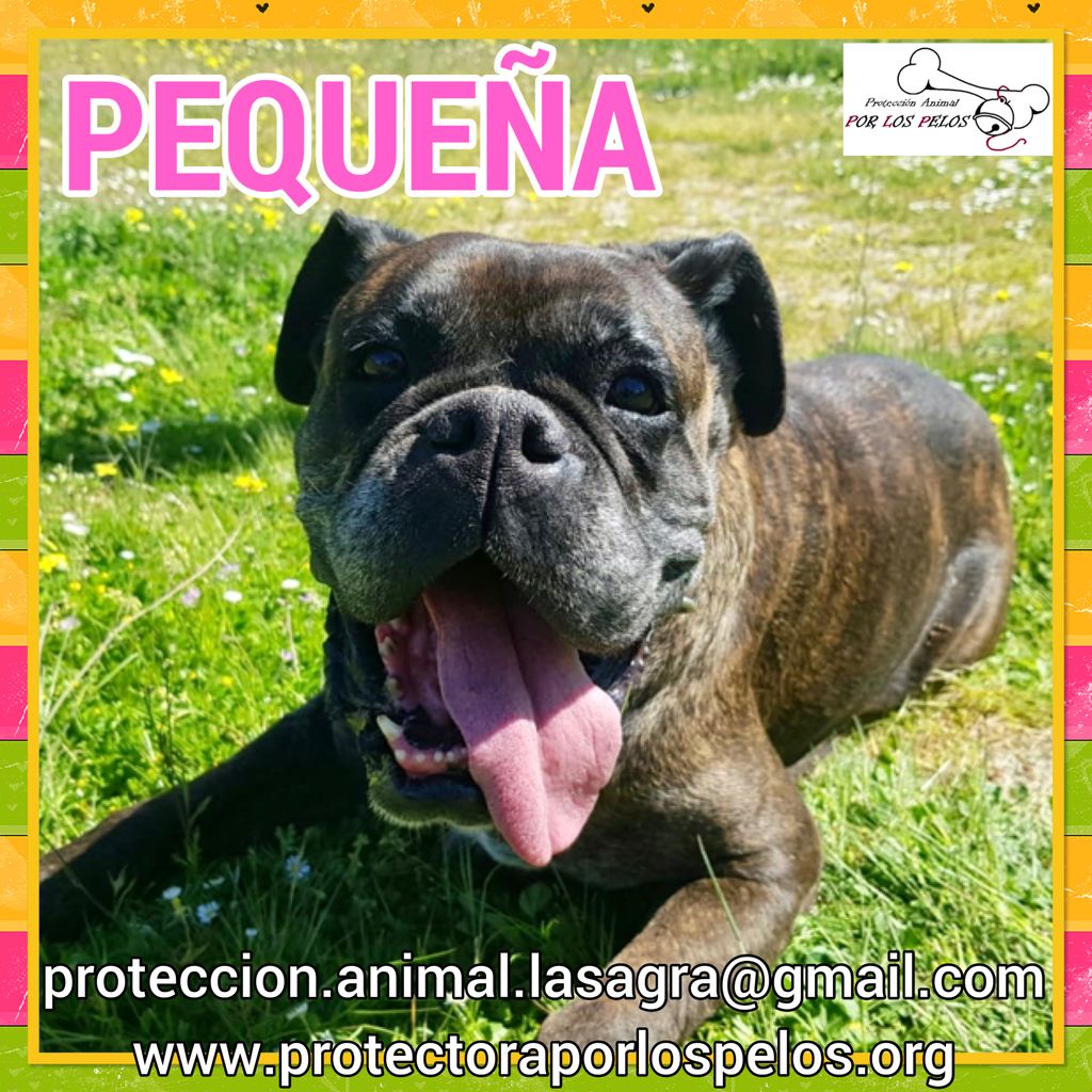 •PEQUEÑA• #boxer 9añitos busca familia responsable. Su familia no podía cuidarla y quedó en residencia. Allí espera a que alguien vuelva a fijarse en ella. Muy sociable pero preferiblemente busca hogar sin más perritXs buff.ly/2mutNm5