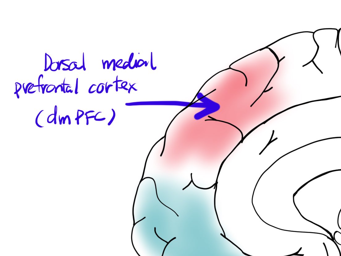 การเจริญสติปัฏฐานทำให้สมองส่วน dmPFC ตื่นตัว ซึ่งเป็นส่วนสมองที่ทำให้เราต่างจากสัตว์อื่น ตรงที่มี “ความรู้ตัว” 
และลดการทำงานของระบบ DMN