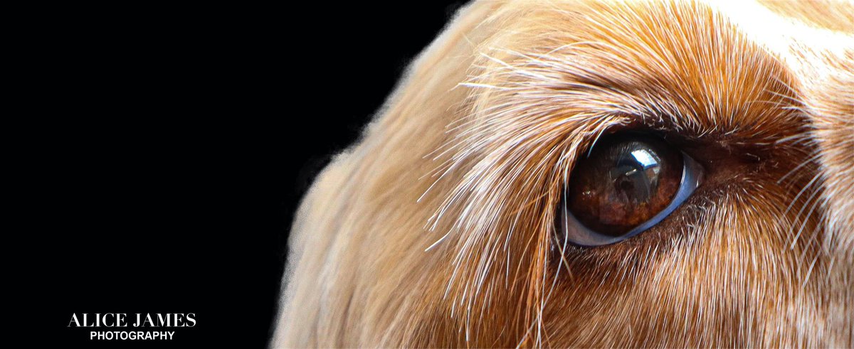 AliceJPhoto's tweet photo. #photooftheday #photography #dogphotography #portraits #petportraits #eyes #eyephotography #photographyeveryday #petphotography https://t.co/ucYKbcviMa