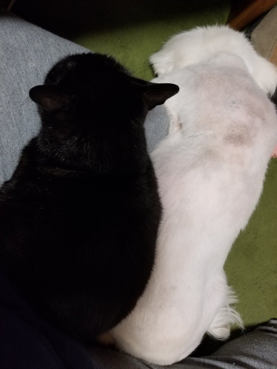 膝の上の犬と猫