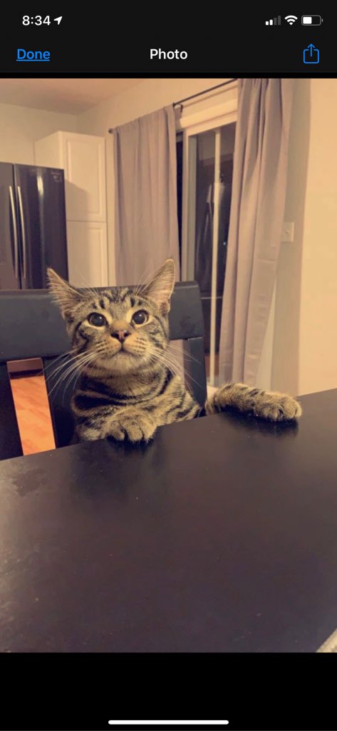 Benji @AmyFreeze7 #SuperCatSaturday