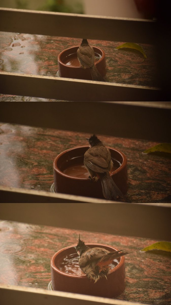Shravancm's tweet photo. Just fill the water ,they will come🕊️.. #regularvisitor #lockdownachievements
#LetsPledgeToServeBirds https://t.co/MURo3v5UIQ