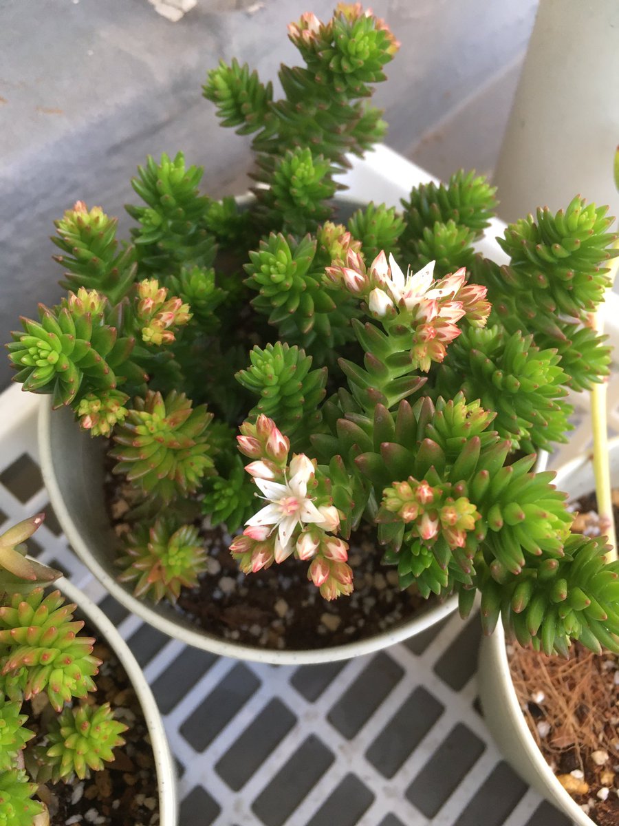 おが 次々にグリーンペットが開花 多肉植物 グリーンペット