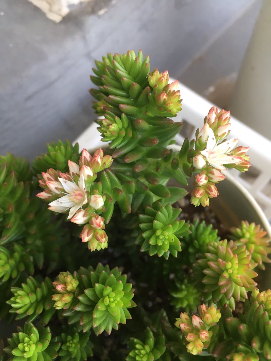 グリーンペット