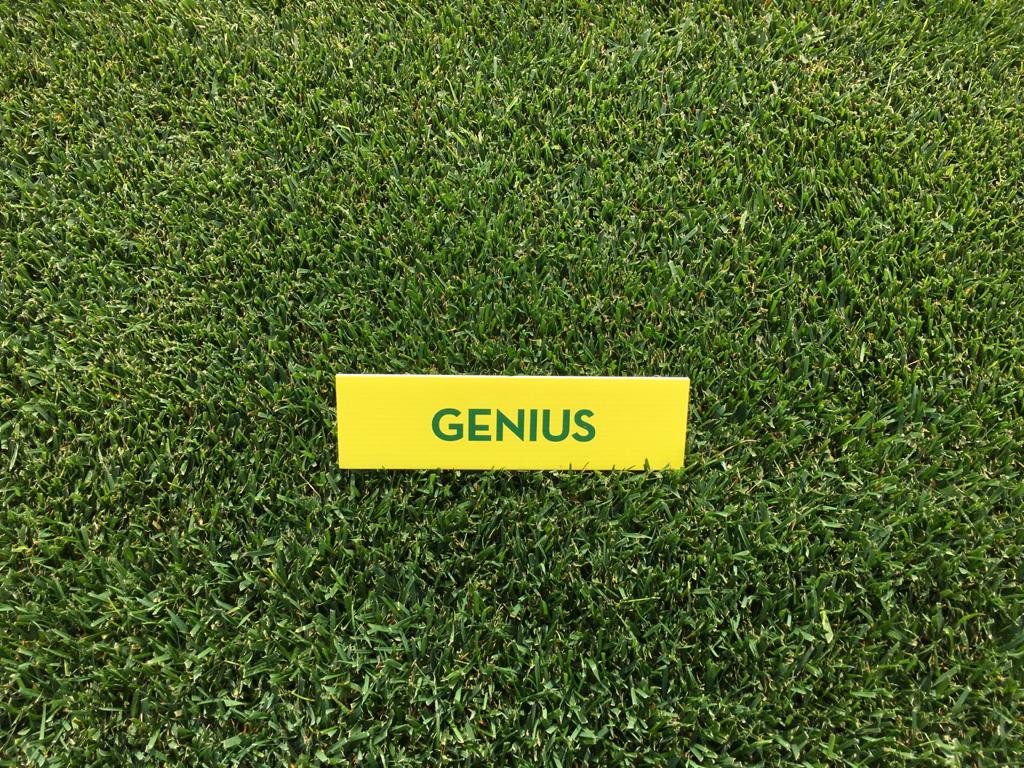 josepcirera's tweet photo. Best time for #tallfescues
#BIZEM with finest leaf texture.
#FESNOVA with highest density.
#TERRANO with spreading ability.
#FIRACES semidwarf.
#MERIDA with highest brown patch tolerance.
#THOR with highest tillering.
#GENIUS(RC4), #HONEYMOON (RHL2)coming soon with new traits https://t.co/5vaXSR1FEW