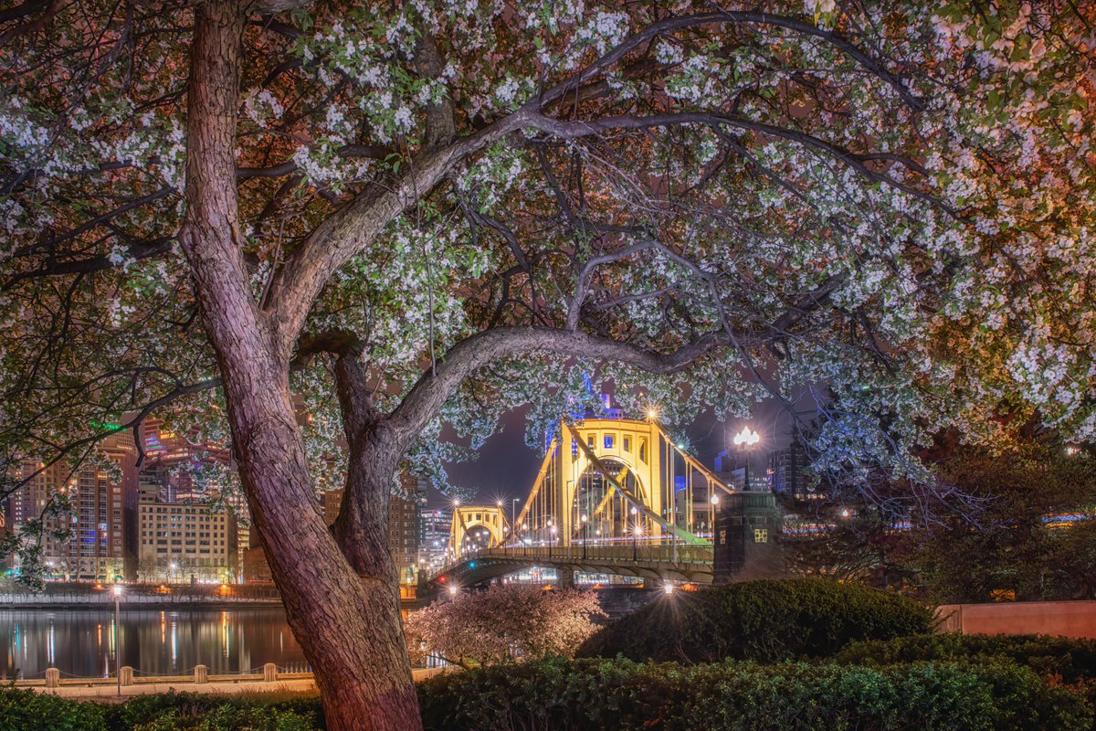DaveDiCello's tweet photo. Another view from yesterday morning in #Pittsburgh, and another one that features some light painting. I used a flashlight at an indirect angle to illuminate this tree framing the Clemente Bridge, helping to give the image depth and show off the tree full of blossoms. https://t.co/I4srJj5n6a